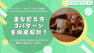子犬の購入方法