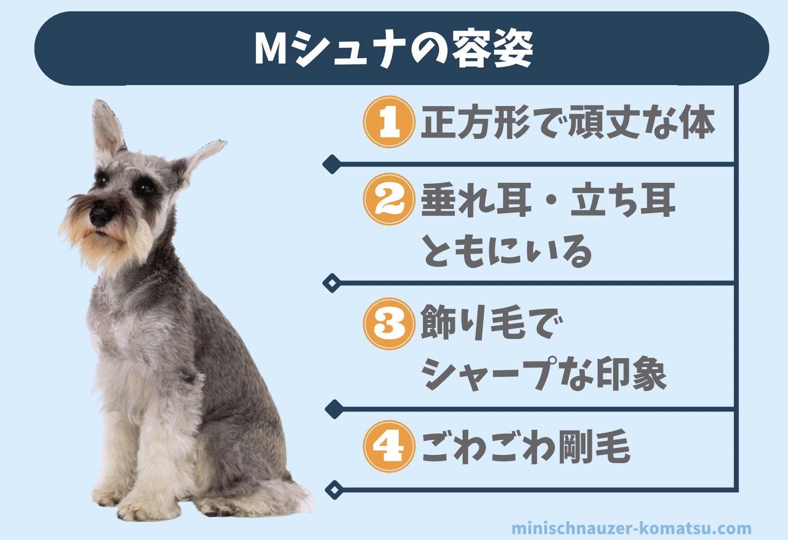 ミニチュアシュナウザーの容姿